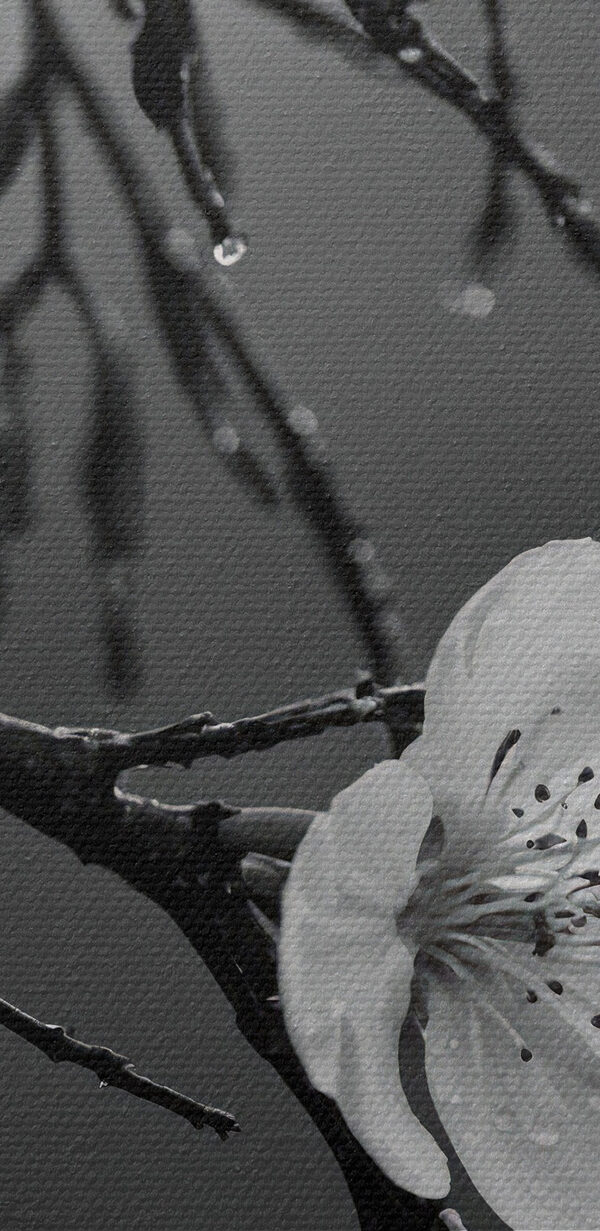 Delicate blooms beneath gentle rain Delicate blooms beneath gentle rain