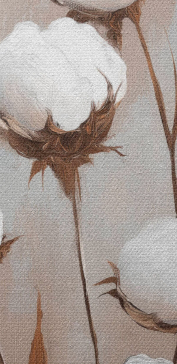 Cotton blooms in gentle elegance Cotton blooms in gentle elegance