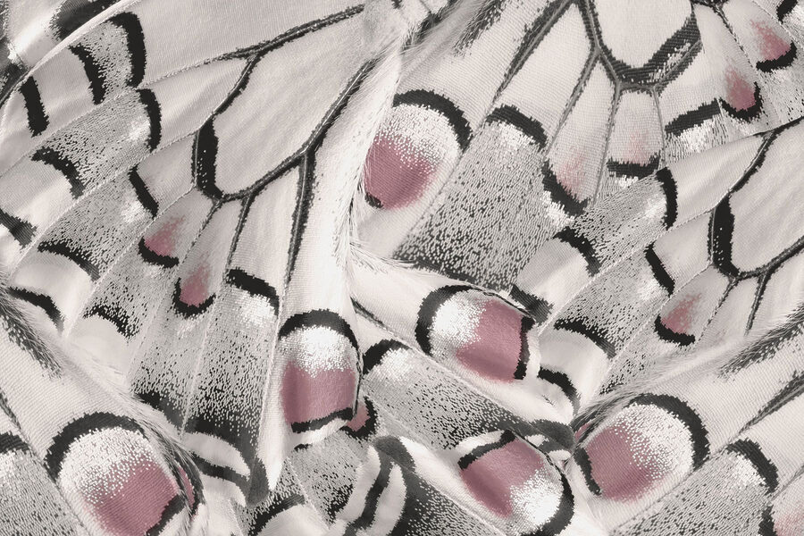 Los intrincados patrones de la naturaleza se despliegan maravillosamente