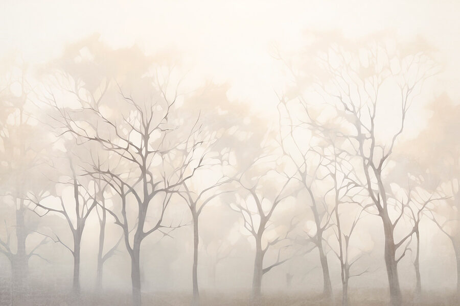 Grupo de árboles en la niebla