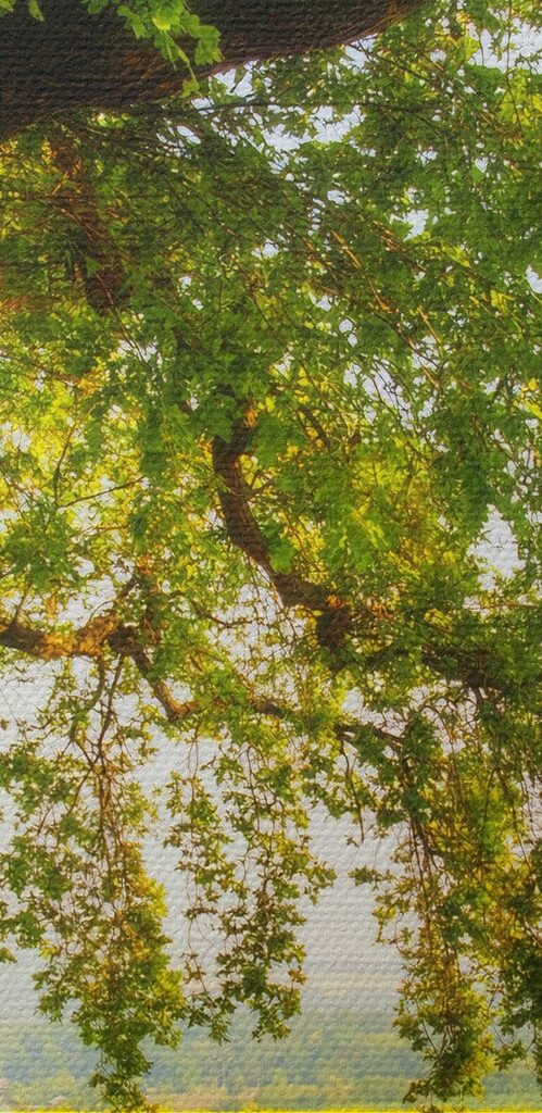 A tree in a field