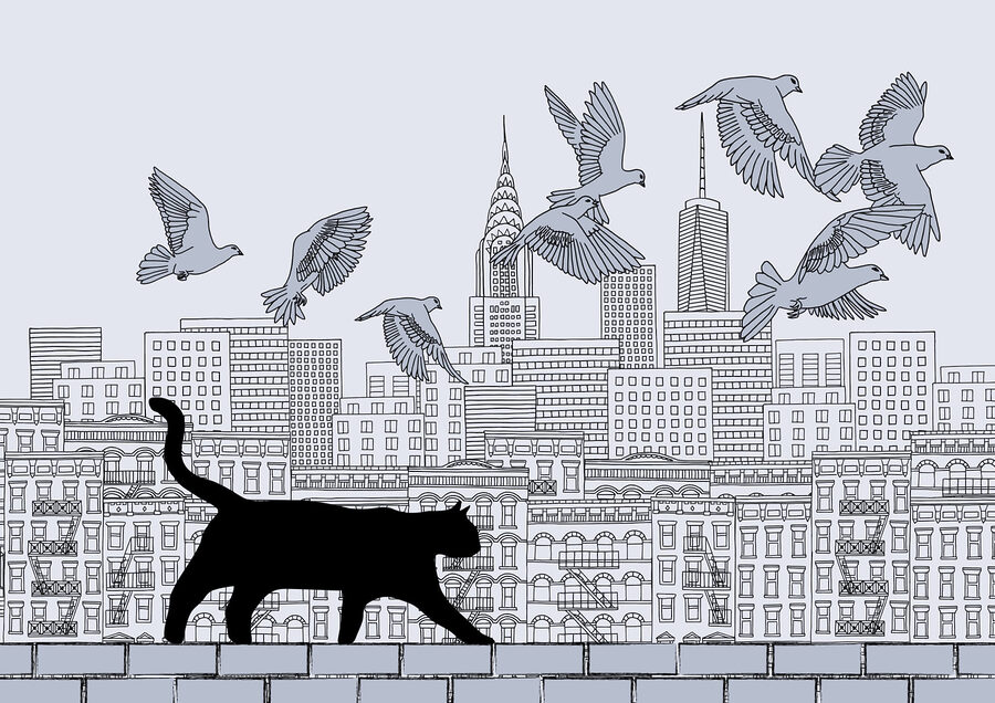 Gato caminando sobre una pared con pájaros volando en el cielo