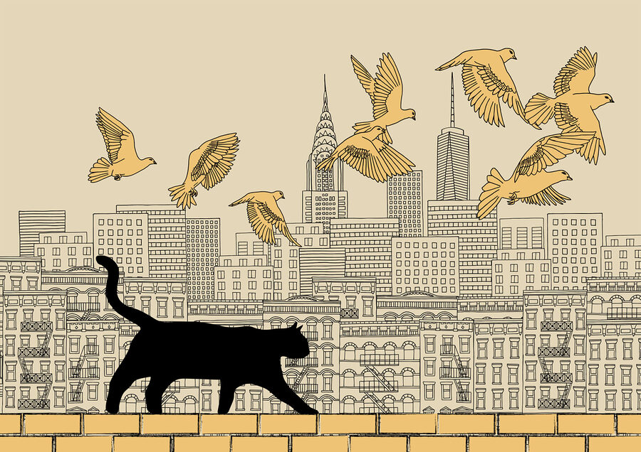 Gato caminando sobre una pared con pájaros volando en el cielo