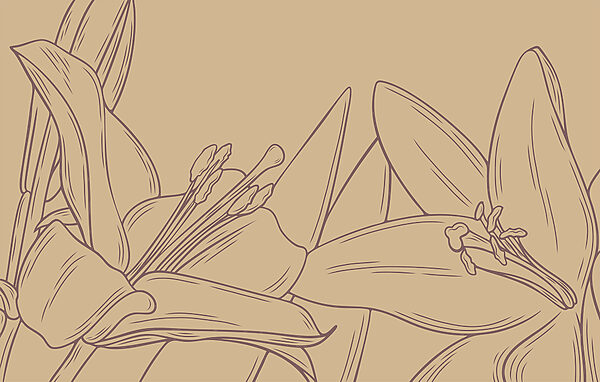 Dibujo de una flor Dibujo de una flor