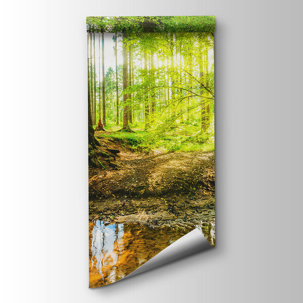 Stream in a forest
