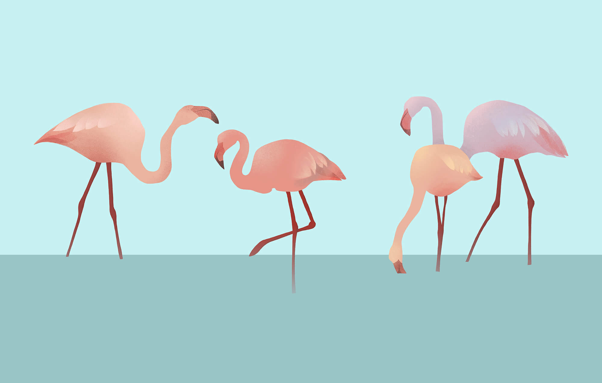 Group of flamingos standing in water