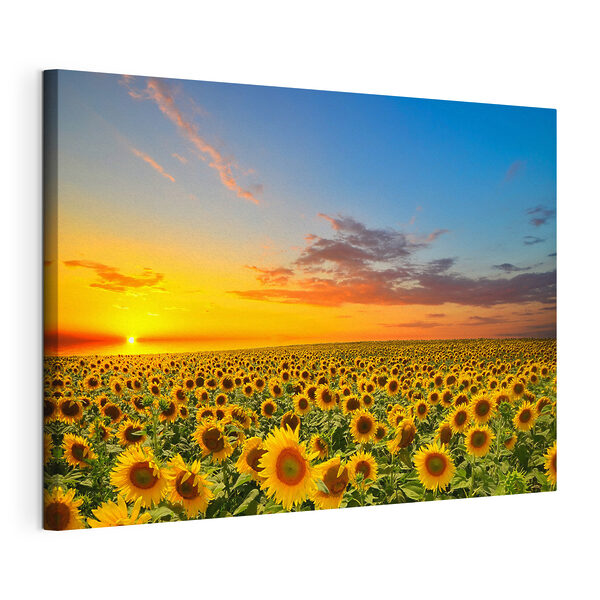 Cuadros Un campo de girasoles al atardecer