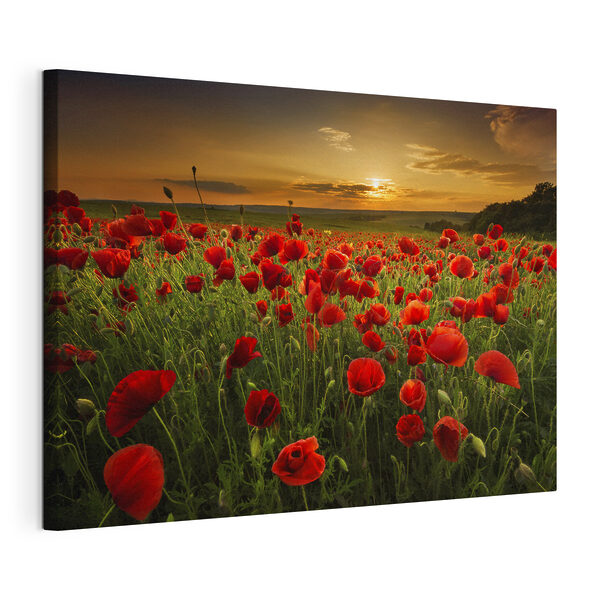 Cuadros Un campo de flores rojas (SKU: s05477) Cuadros Cuadros Un campo de flores rojas (SKU: s05477)