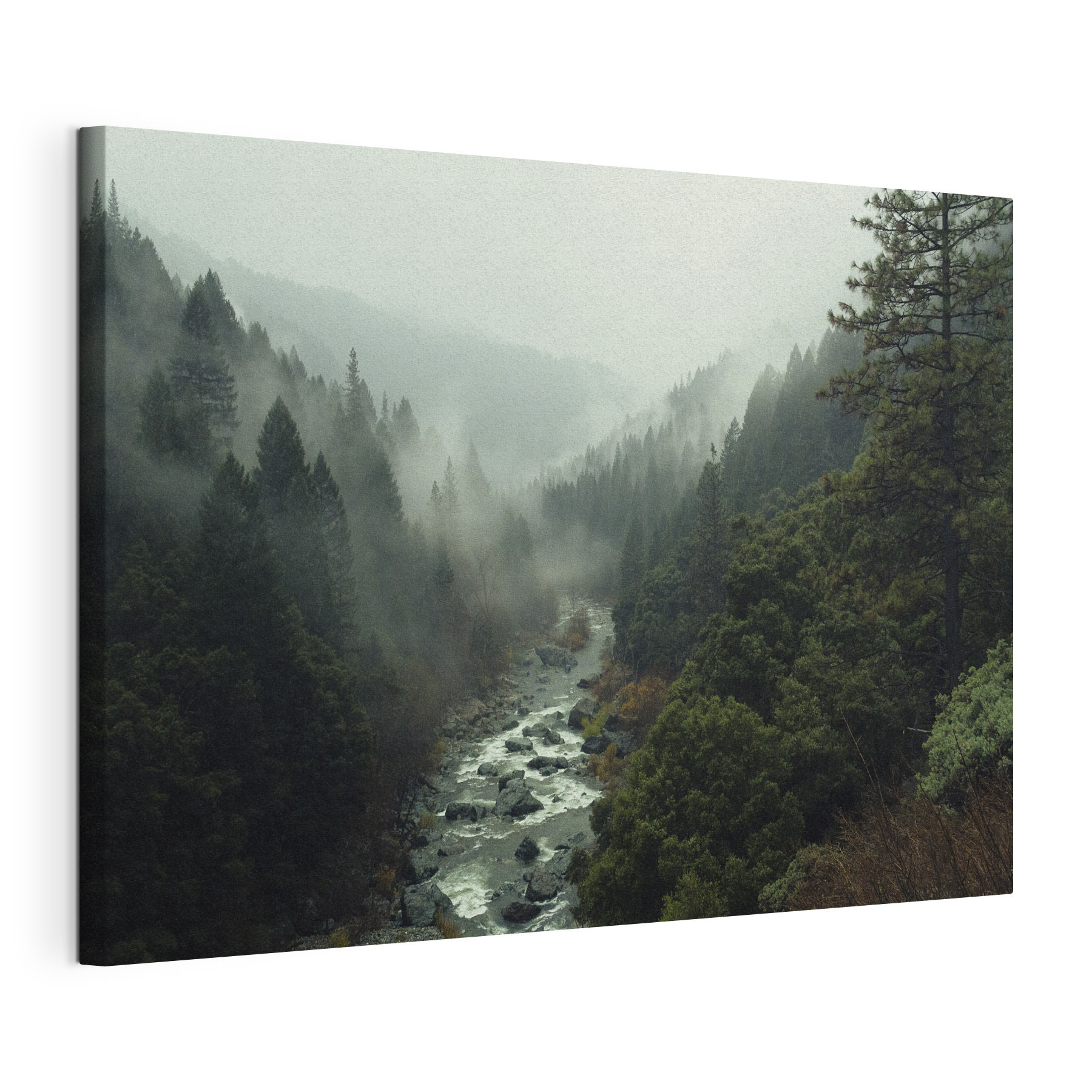 A river running through a forest