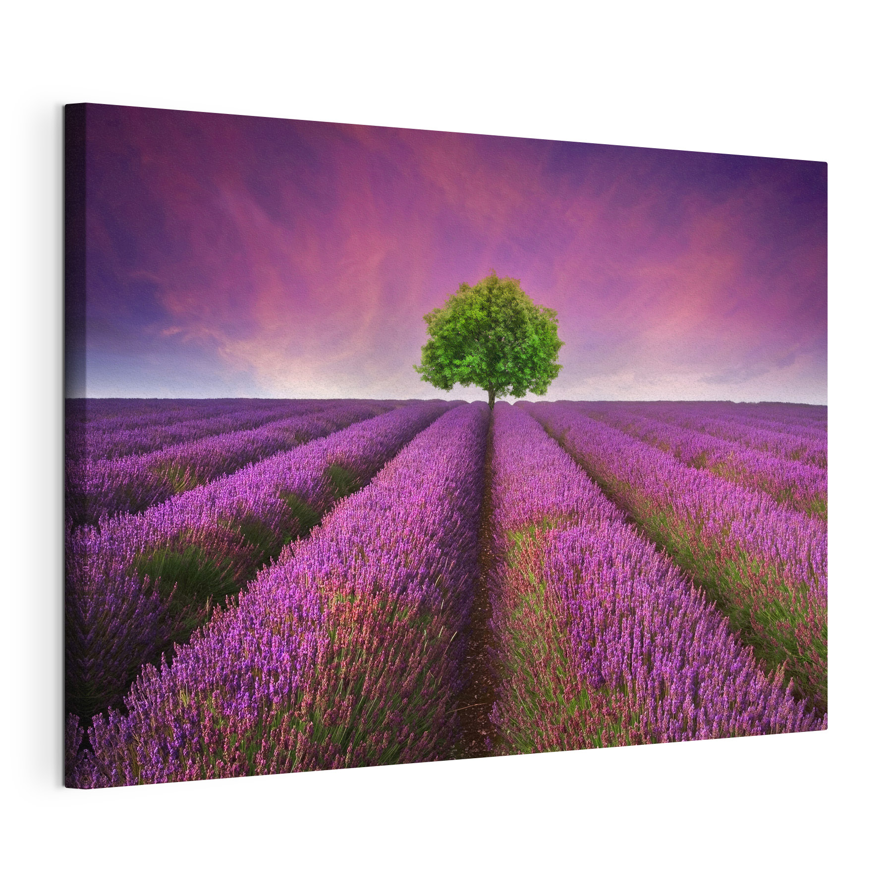 Tree in a field of lavender Tree in a field of lavender