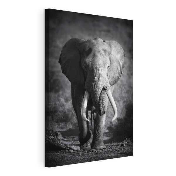 Cuadros Cuadros Un elefante con colmillos caminando (SKU: s08133)
