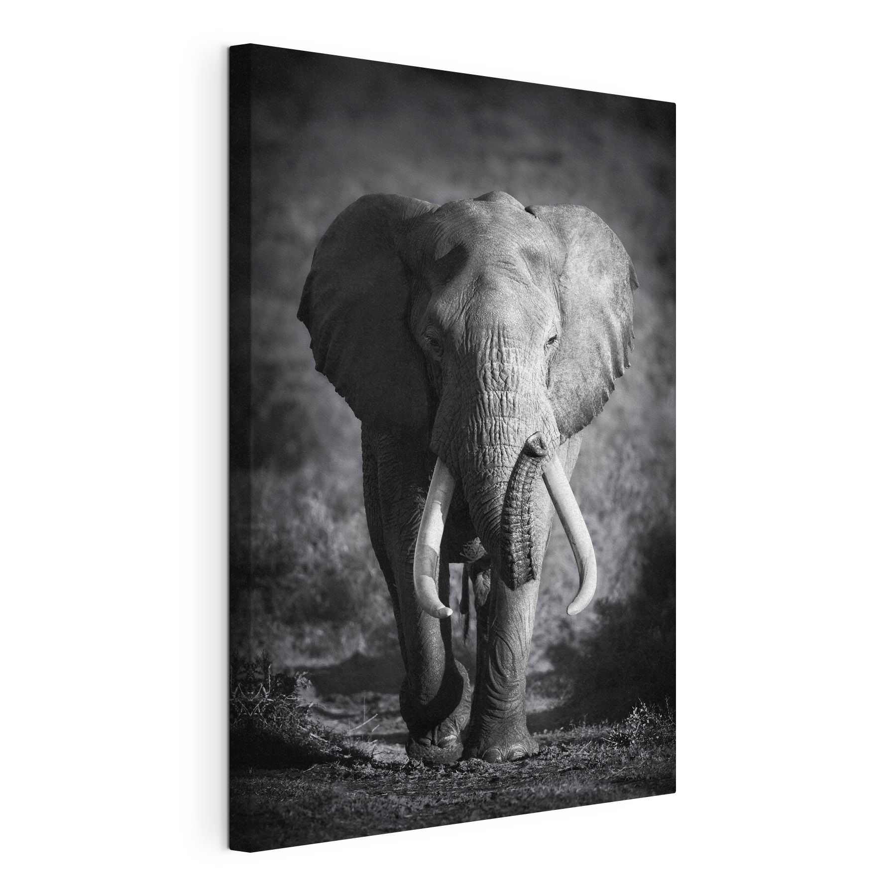 An elephant with tusks walking An elephant with tusks walking