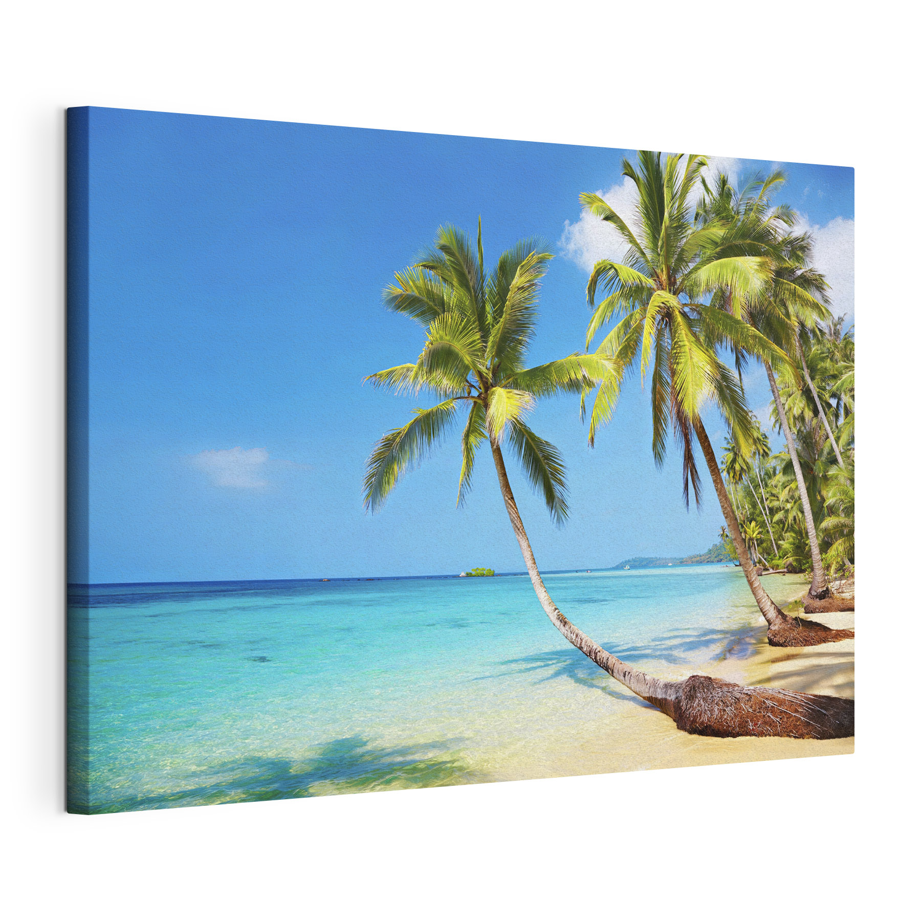 Palm trees on a beach Palm trees on a beach