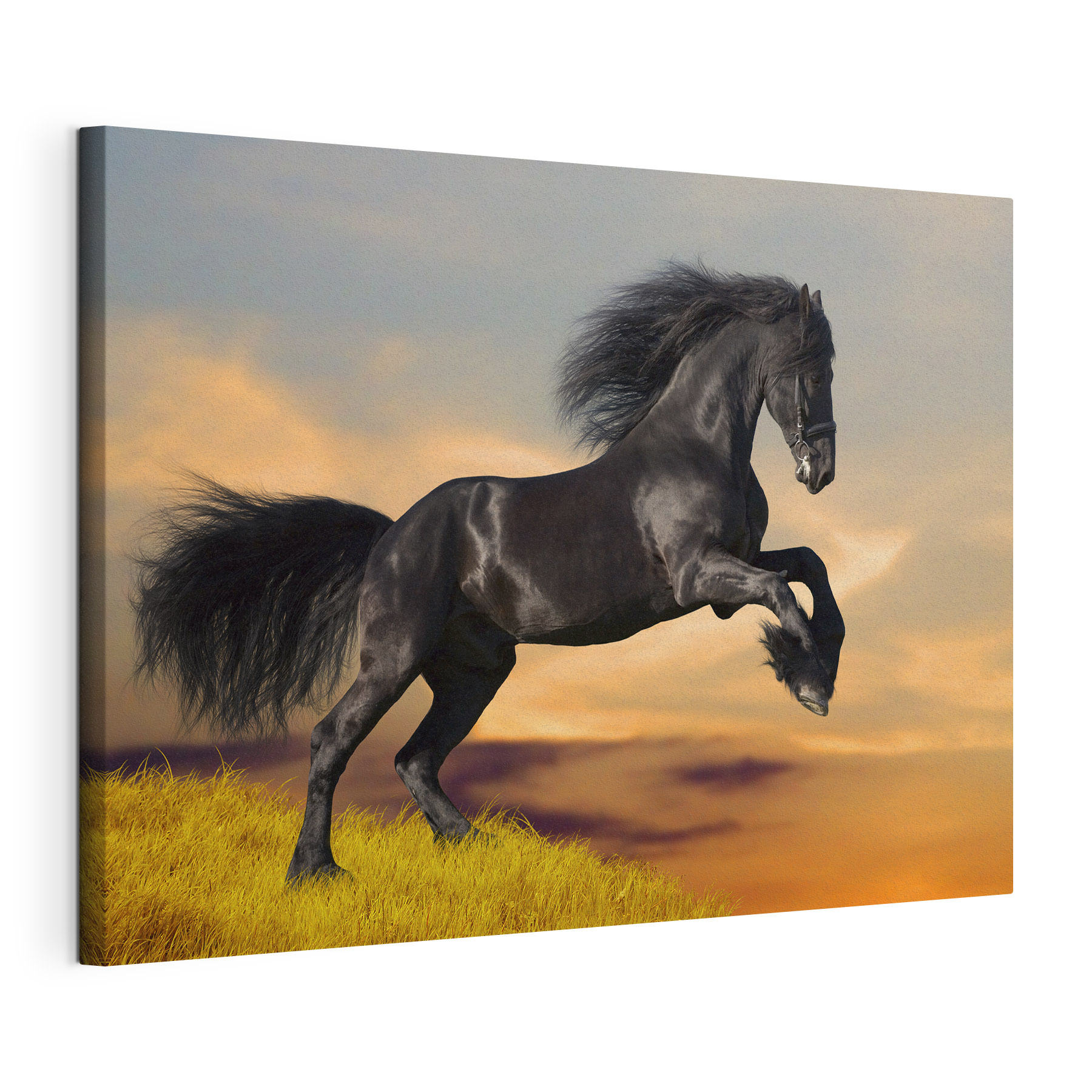 A black horse jumping in the air
