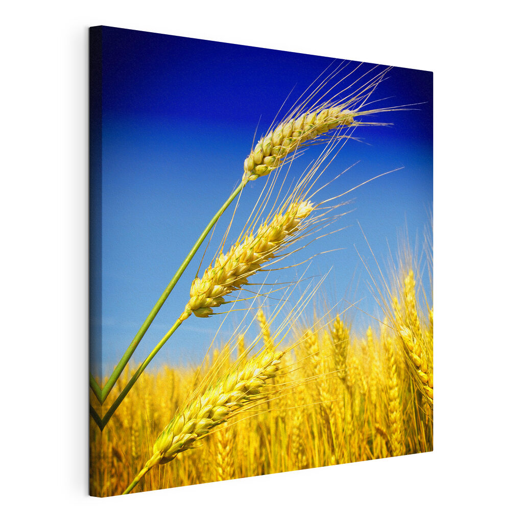 Wheat swaying under a blue sky Wheat swaying under a blue sky