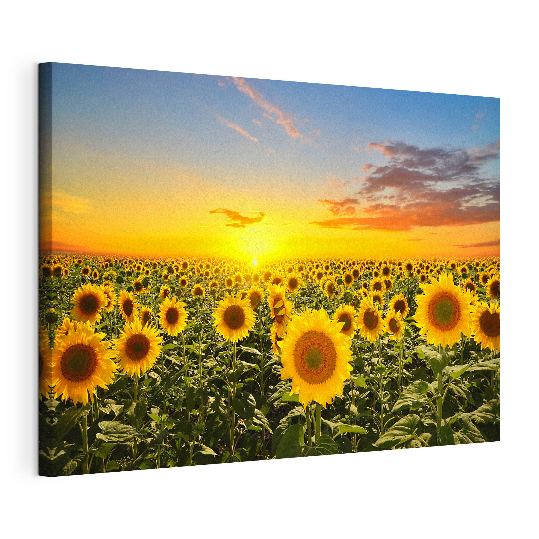 A field of sunflowers and a sunset