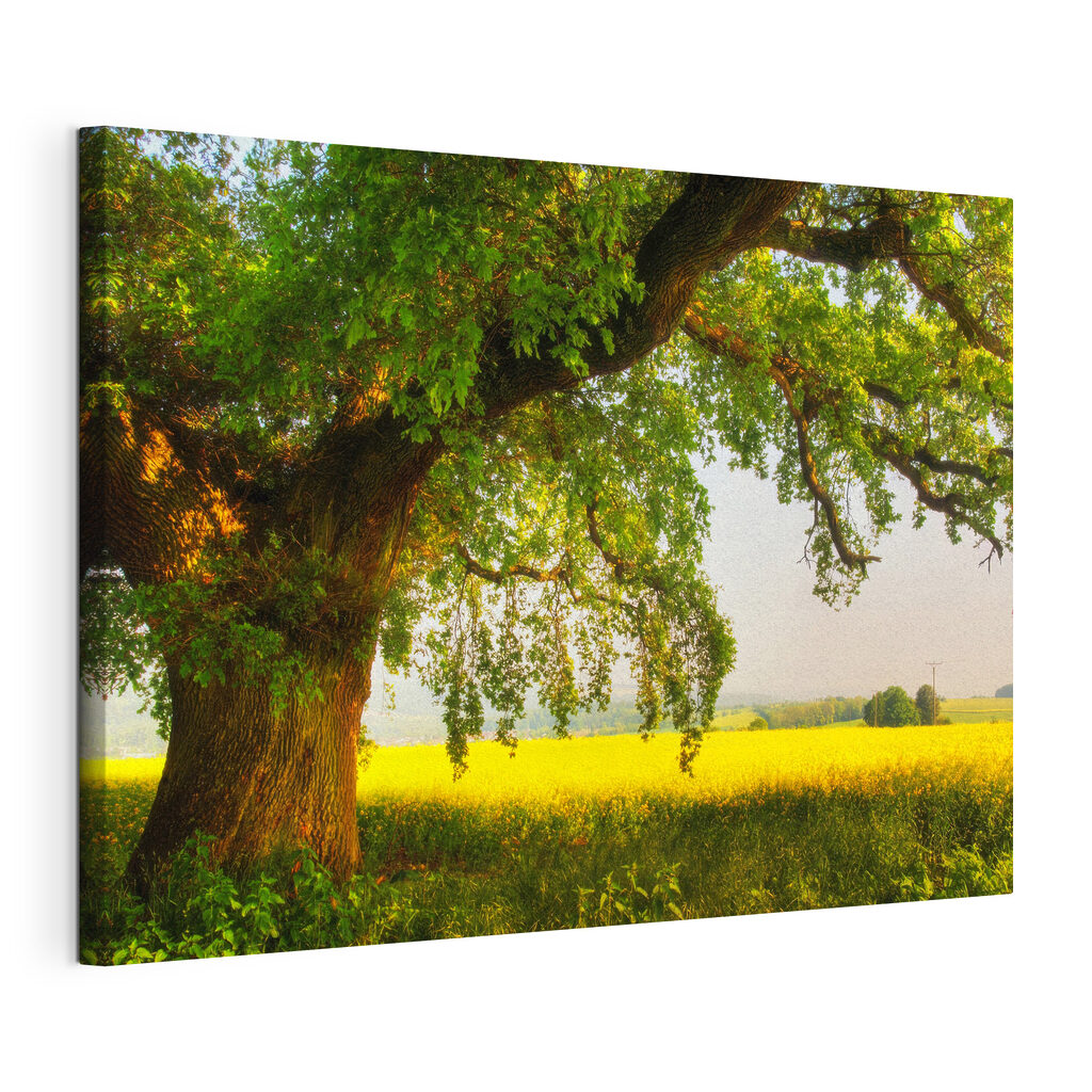 A tree in a field A tree in a field