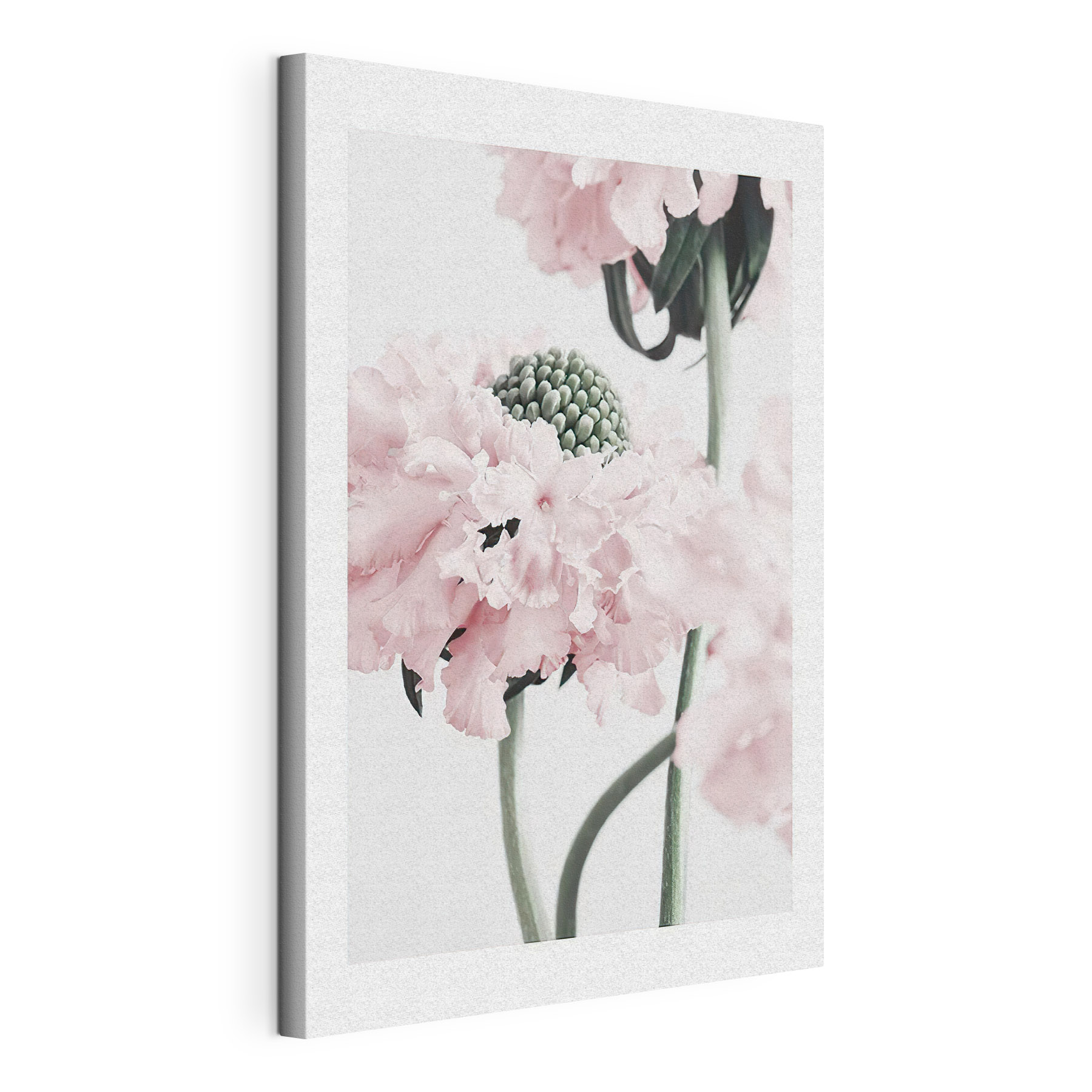 Delicate petals in soft hues