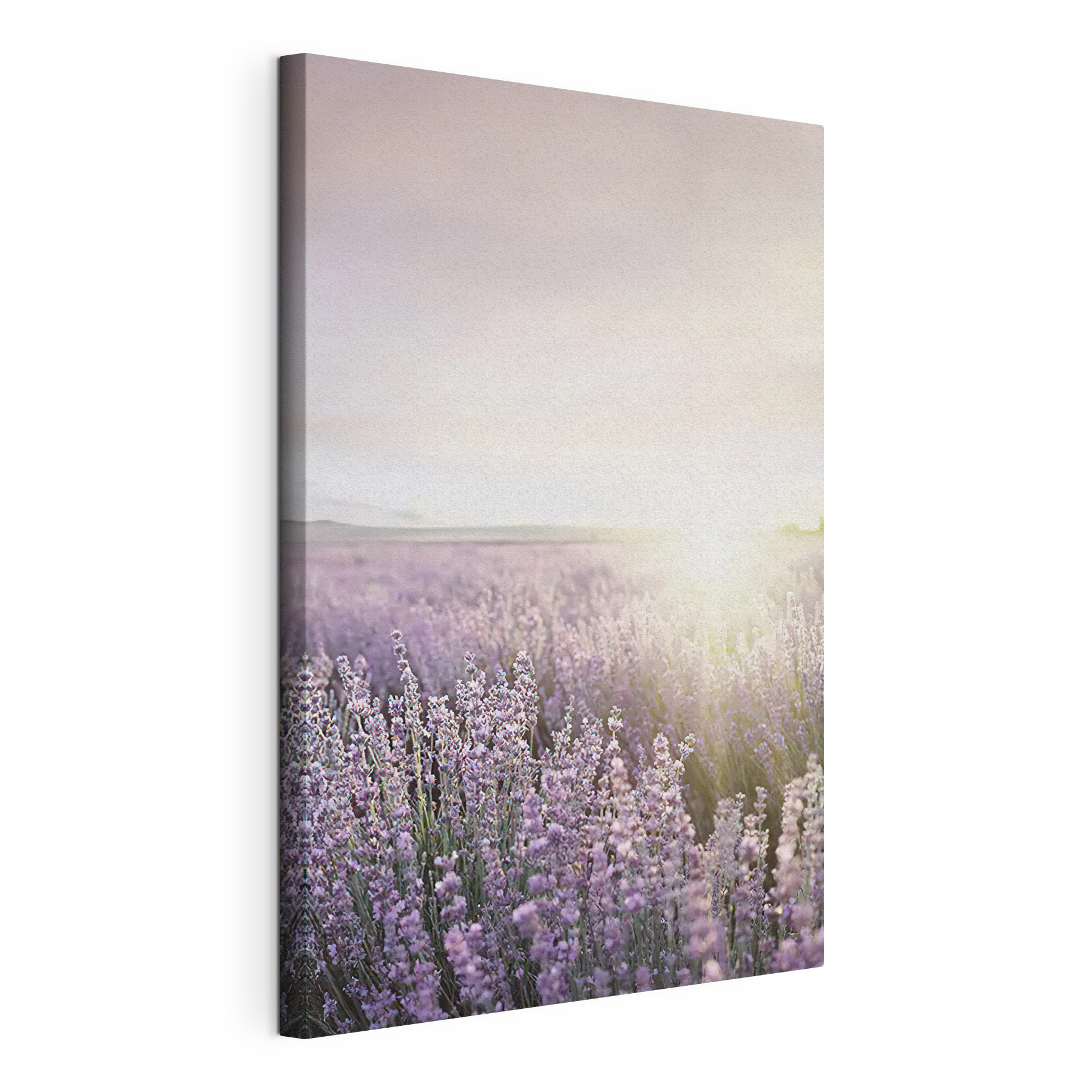 Field of lavender with the sun shining through Field of lavender with the sun shining through
