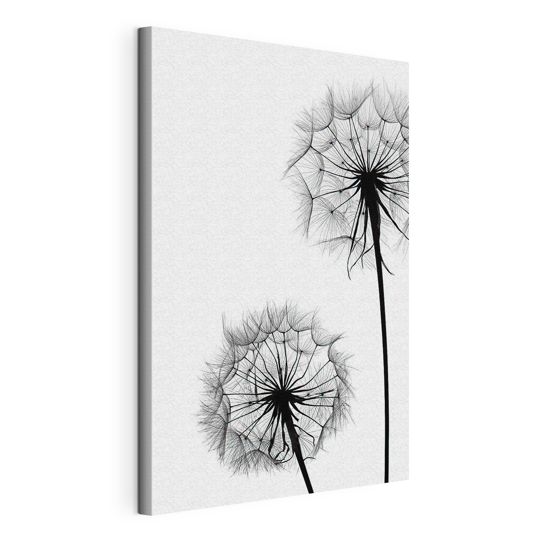 A close up of dandelion seeds