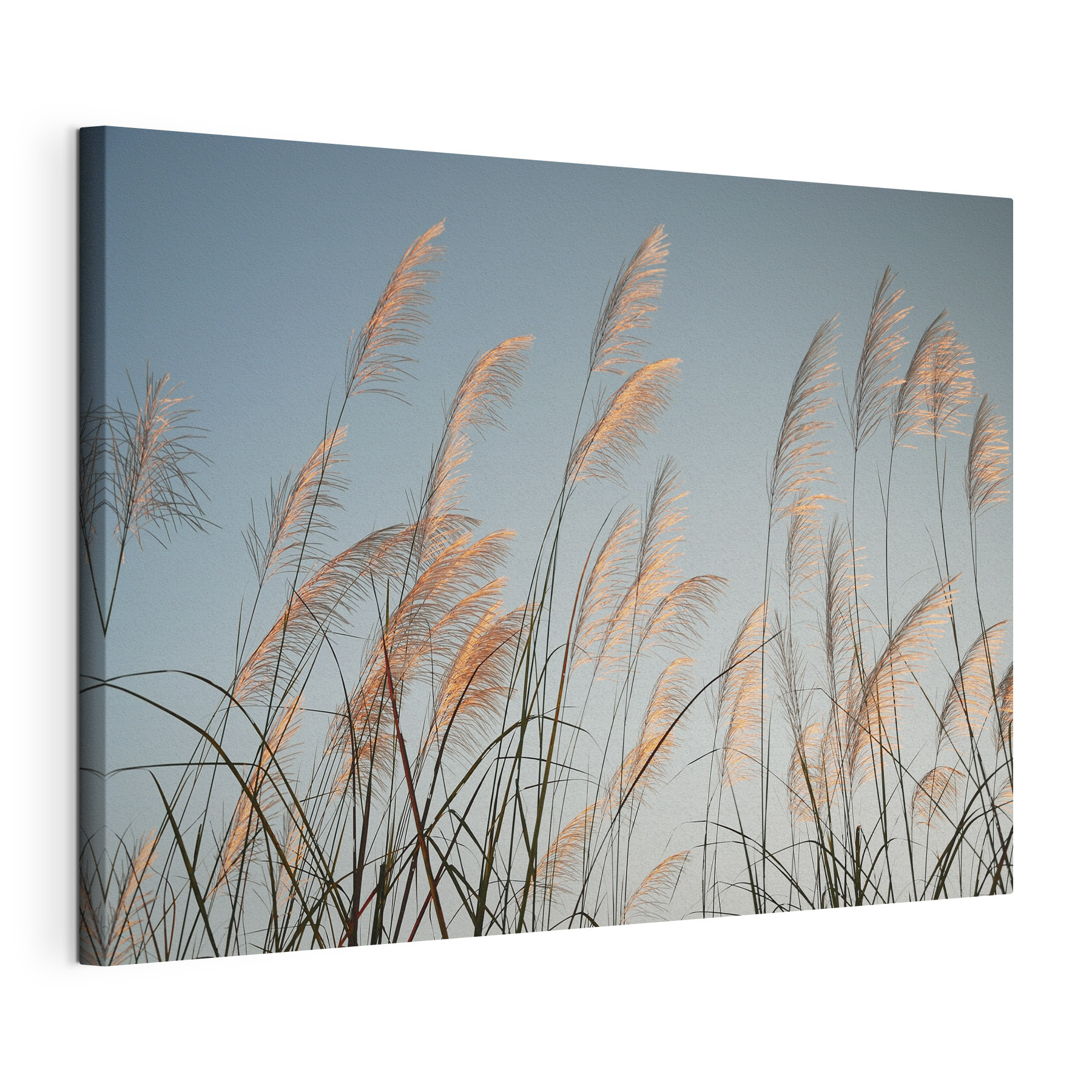 A group of tall grass