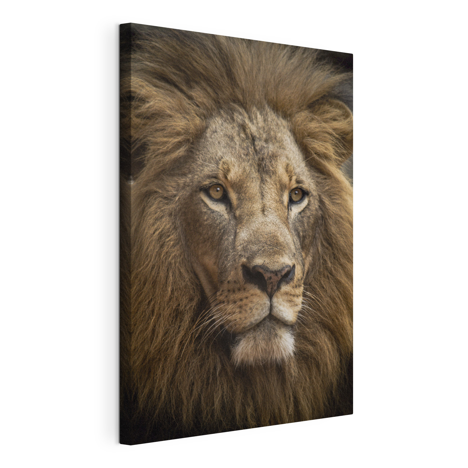 Majestic lion with captivating gaze Majestic lion with captivating gaze