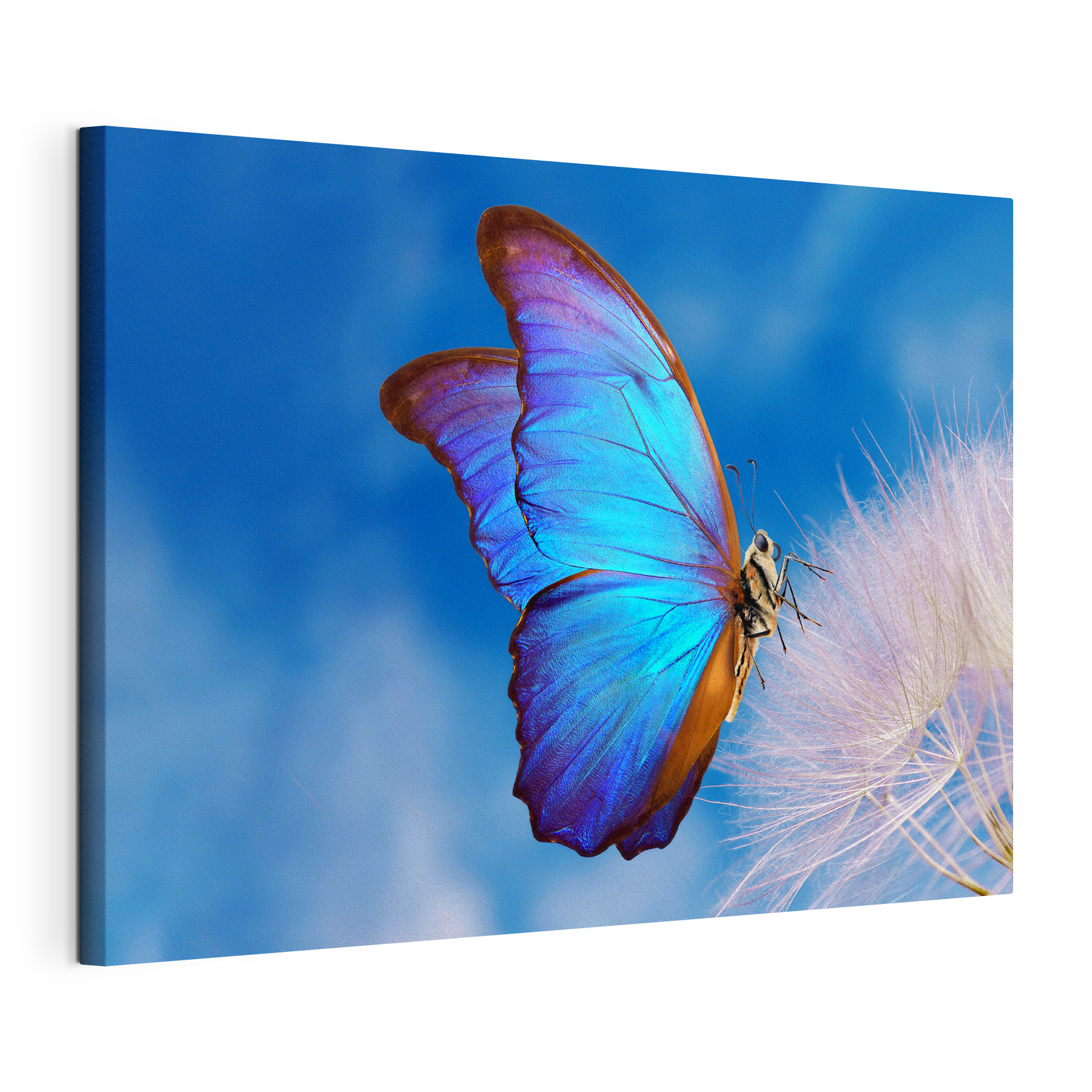 A butterfly on a flower A butterfly on a flower