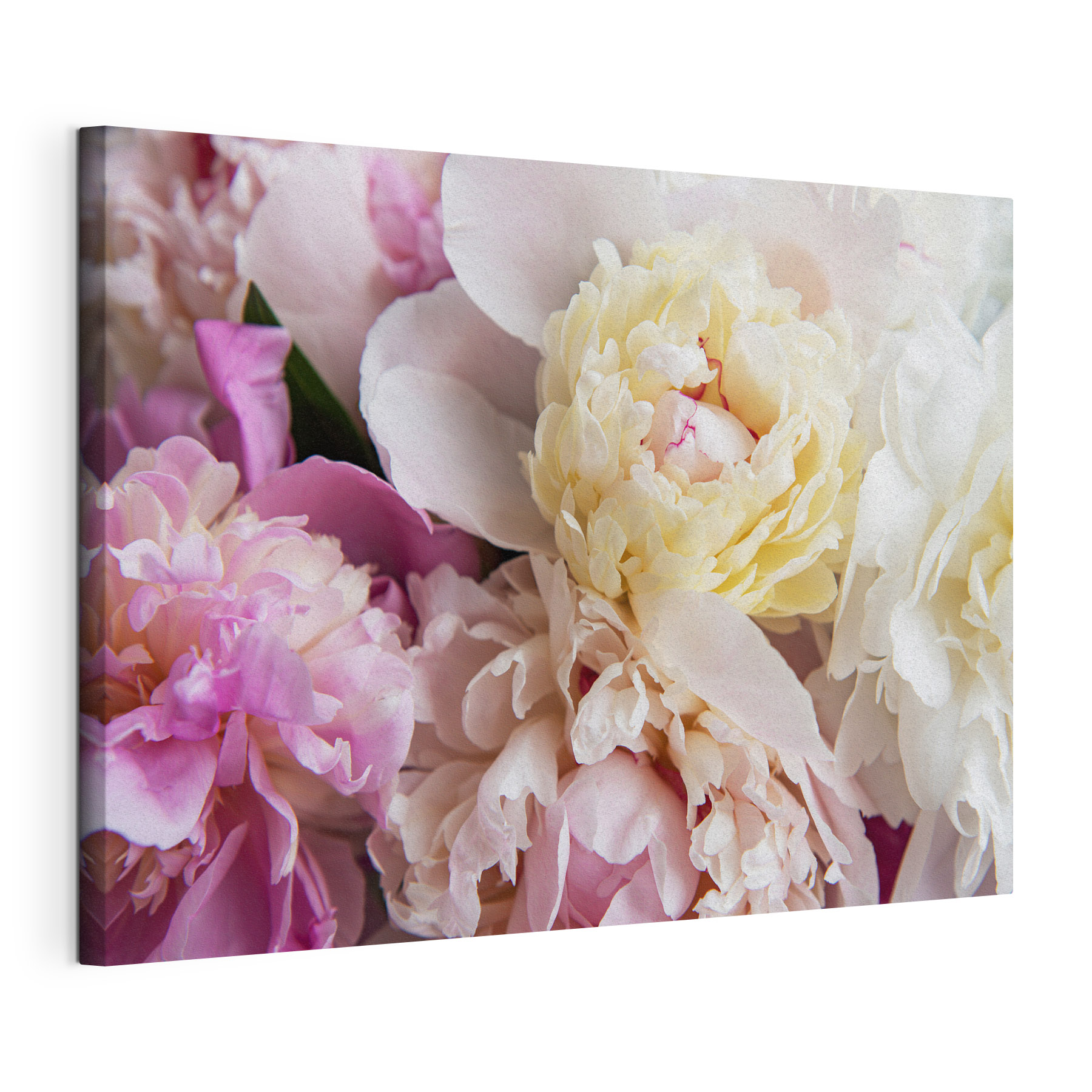 Delicate blooms in soft pastel shades Delicate blooms in soft pastel shades