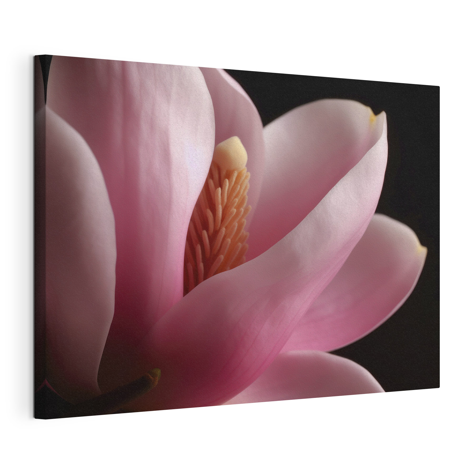Pink petals embrace delicate core Pink petals embrace delicate core