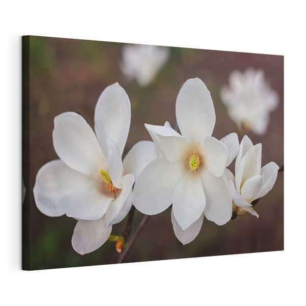 Cuadros Ramo de flores blancas (SKU: s35776) Cuadros Cuadros Ramo de flores blancas (SKU: s35776)