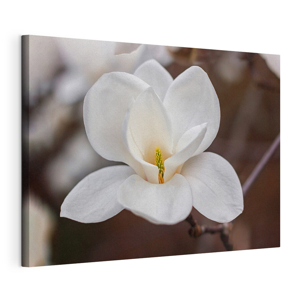 White flower with yellow center