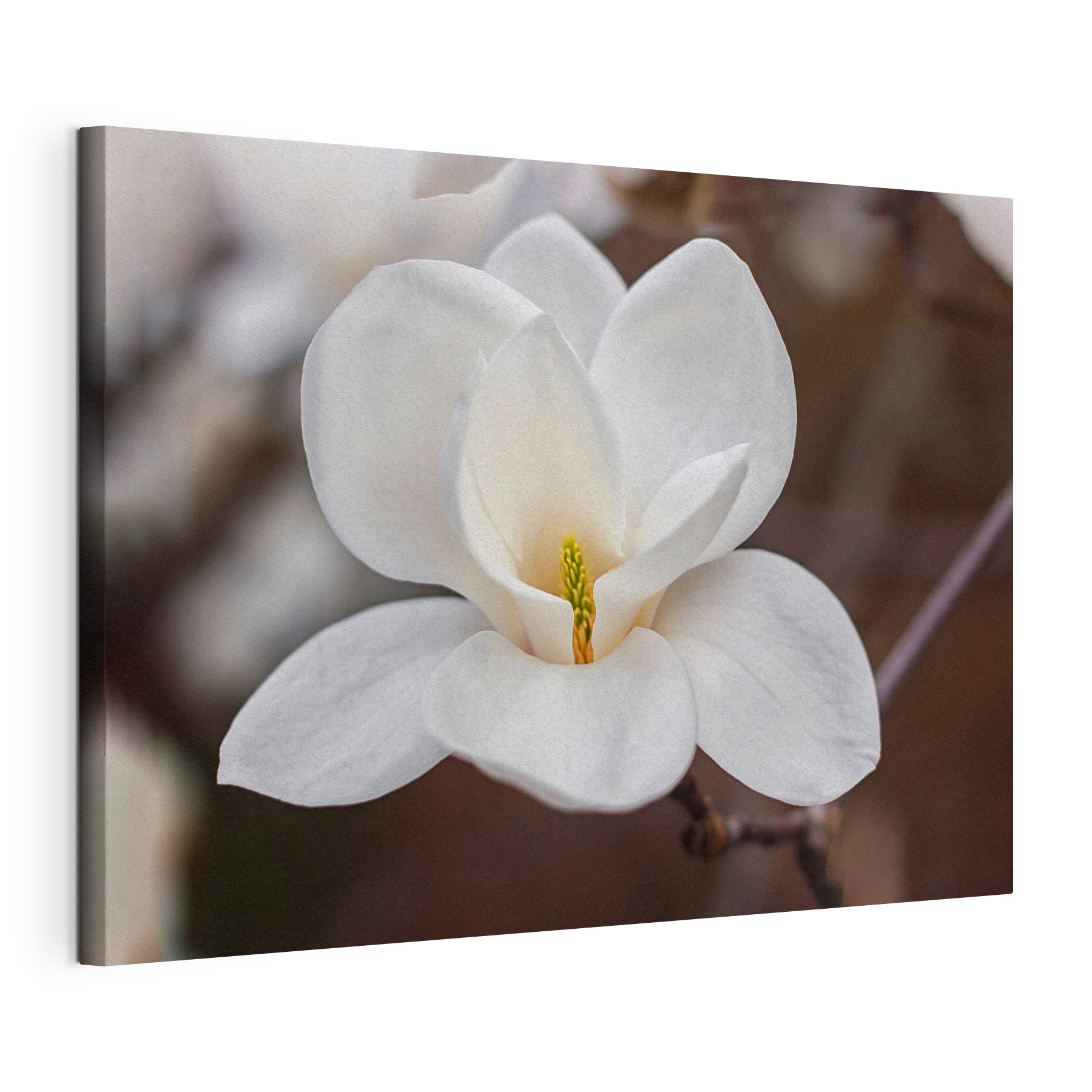 White flower with yellow center