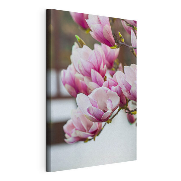Cuadros Las flores de magnolia de primavera vuelven a llamarnos (SKU: s35779) Cuadros Cuadros Las flores de magnolia de primavera vuelven a llamarnos (SKU: s35779)