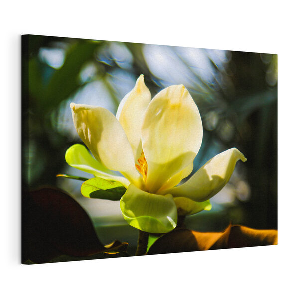 Cuadros Magnolia de tonos cremosos, iluminada por la luz (SKU: s35780) Cuadros Cuadros Magnolia de tonos cremosos, iluminada por la luz (SKU: s35780)