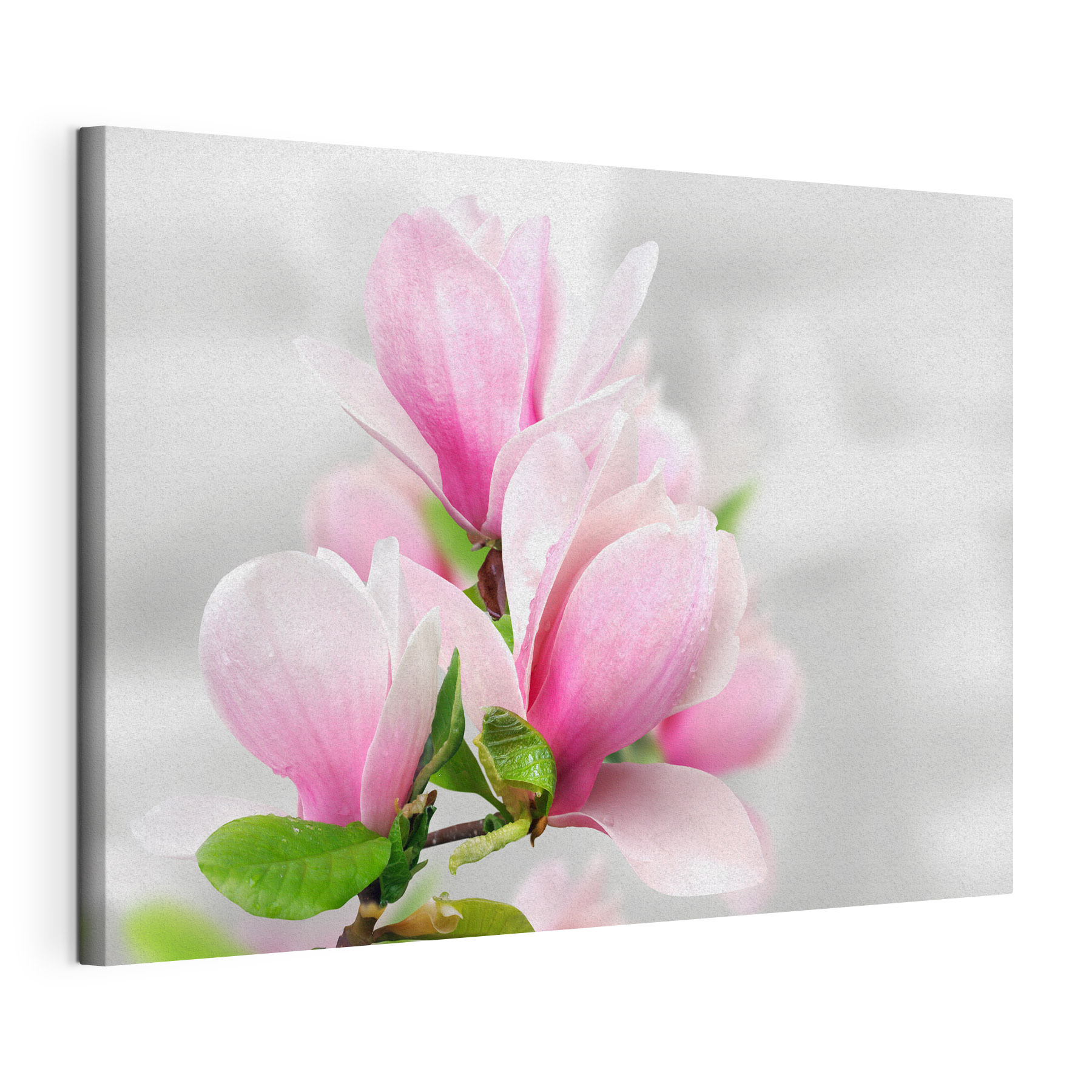 Pink Magnolia Blossoms in Bloom