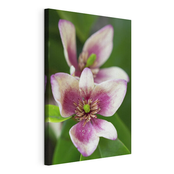 Cuadros Una delicada flor en un efecto de desenfoque suave (SKU: s35790) Cuadros Cuadros Una delicada flor en un efecto de desenfoque suave (SKU: s35790)