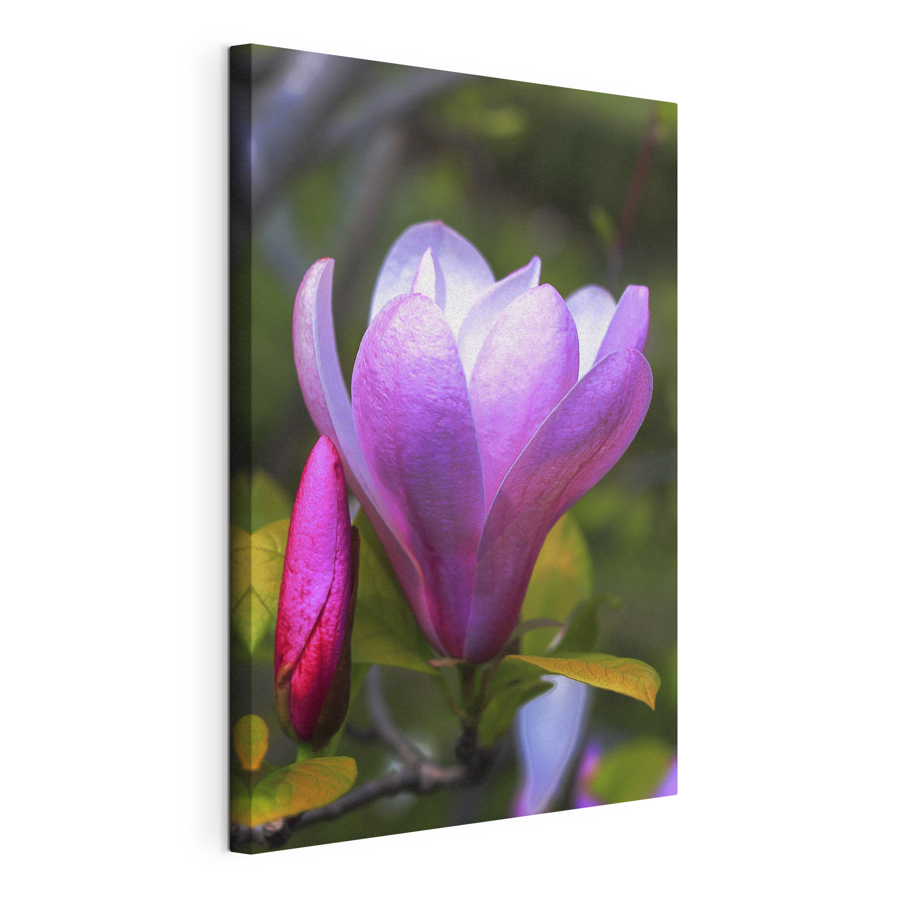 Magnolia: Nature's Graceful Bloom
