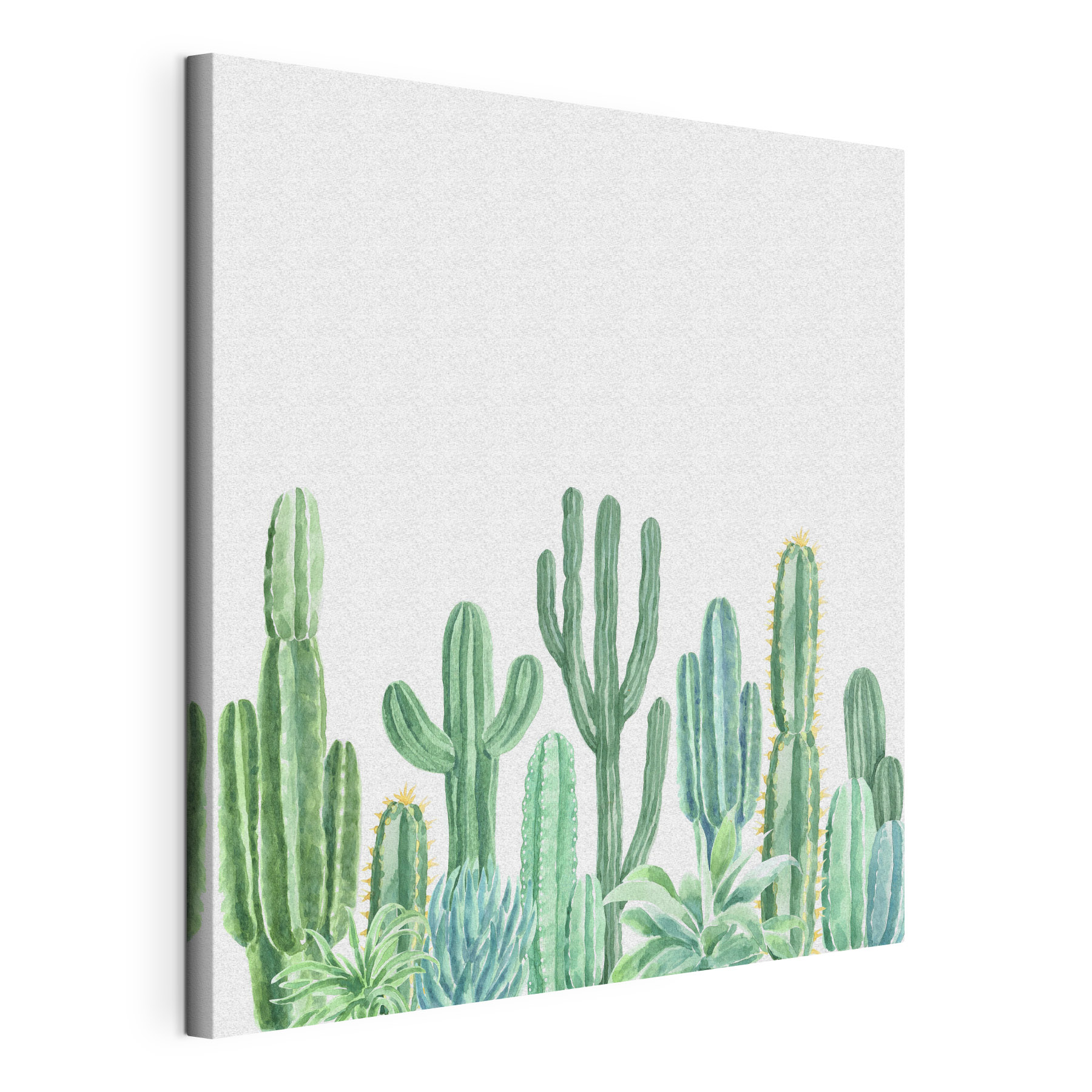 Group of cactuses and succulents Group of cactuses and succulents