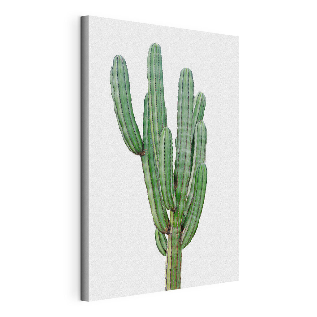 Cactus with long thin green stems Cactus with long thin green stems