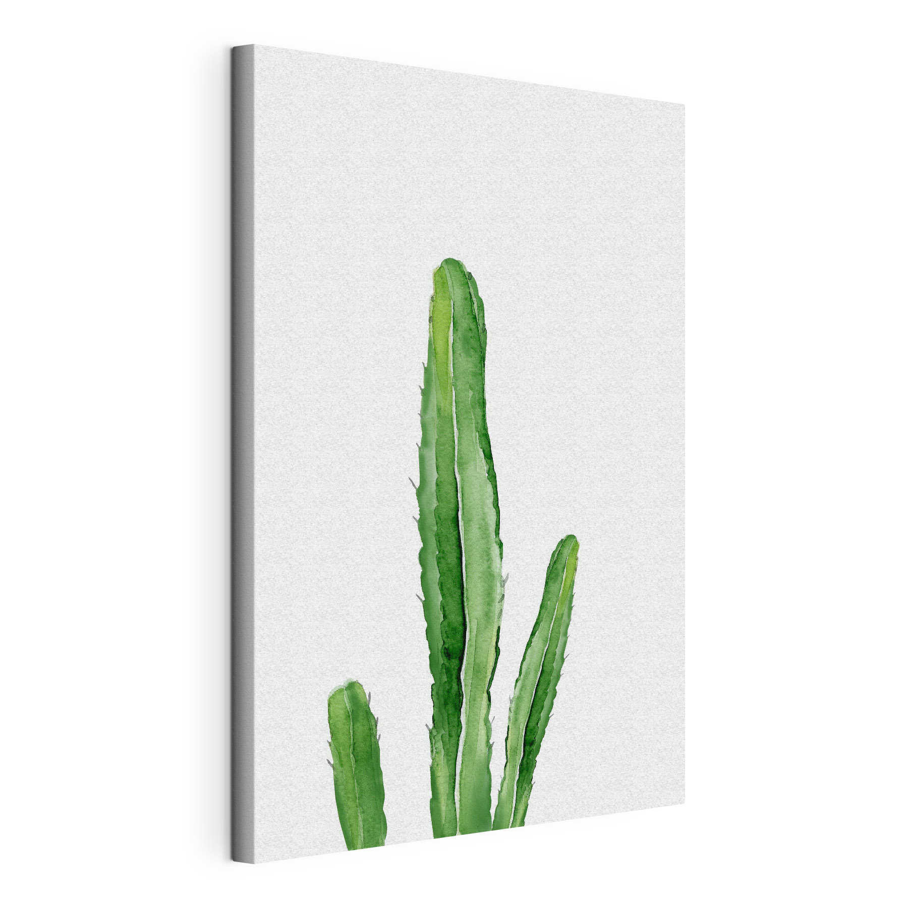 Green cactus with long stems Green cactus with long stems