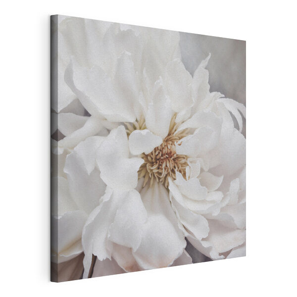 Cuadros Un primer plano de una flor blanca (SKU: s37161) Cuadros Cuadros Un primer plano de una flor blanca (SKU: s37161)
