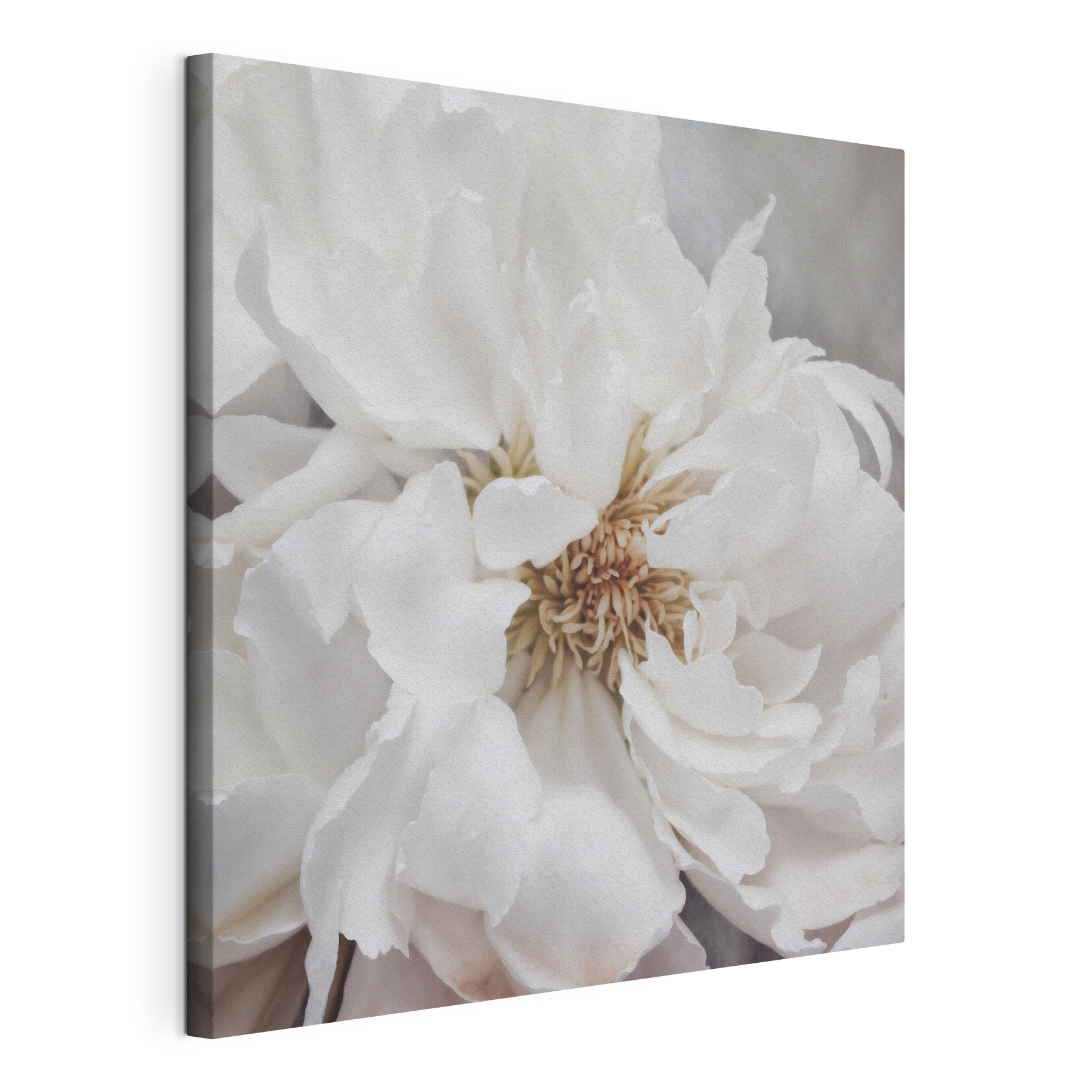 Delicate petals of pure elegance