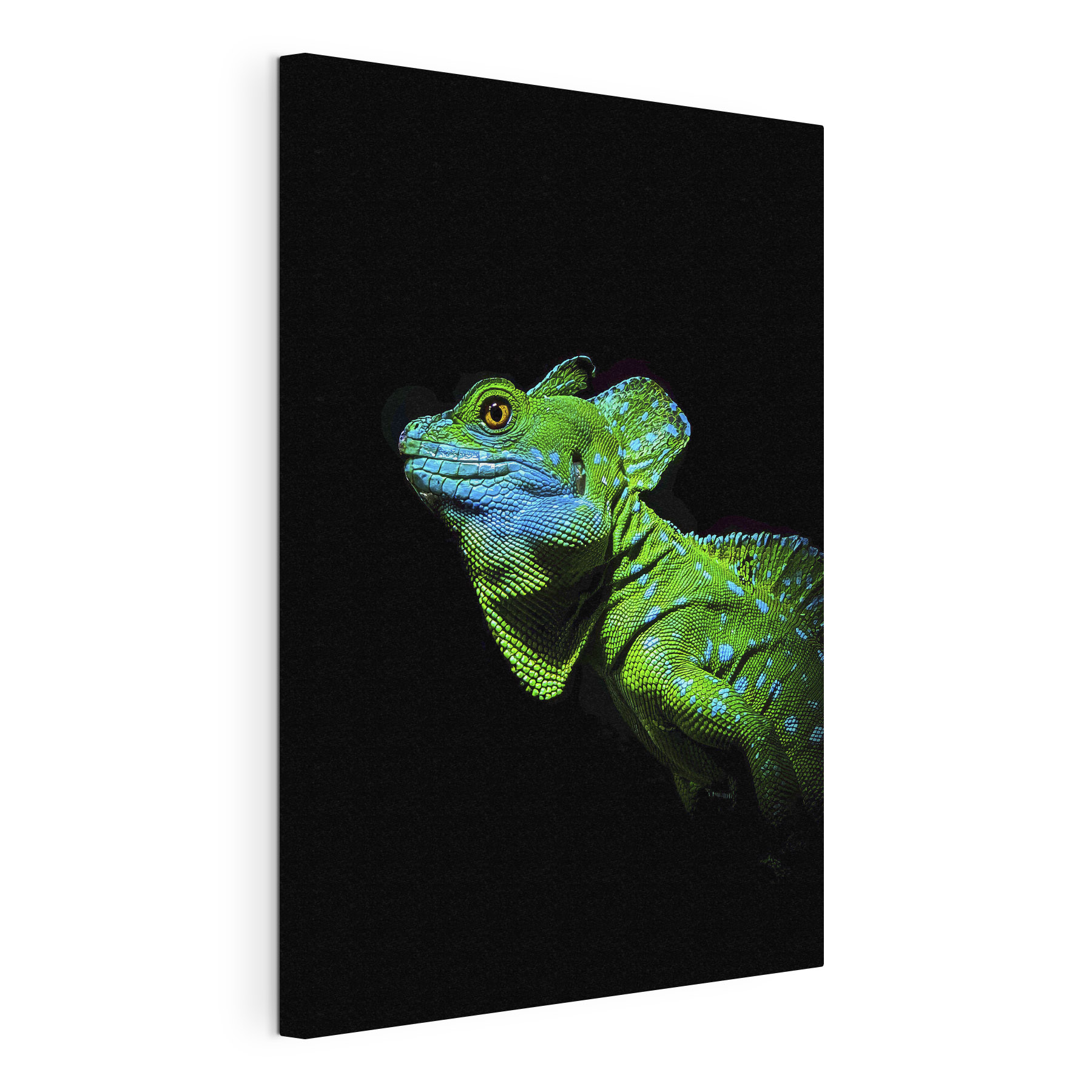 A green and blue lizard A green and blue lizard