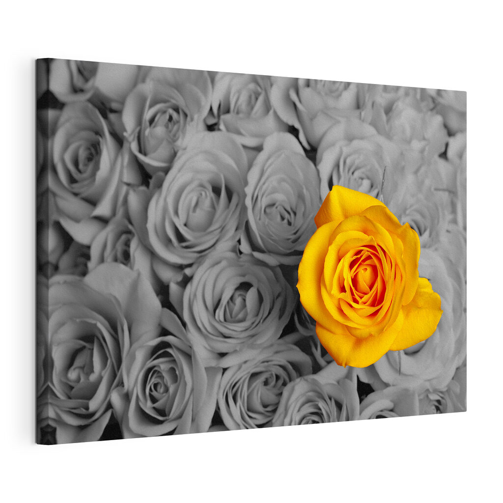 A yellow rose surrounded by grey roses A yellow rose surrounded by grey roses