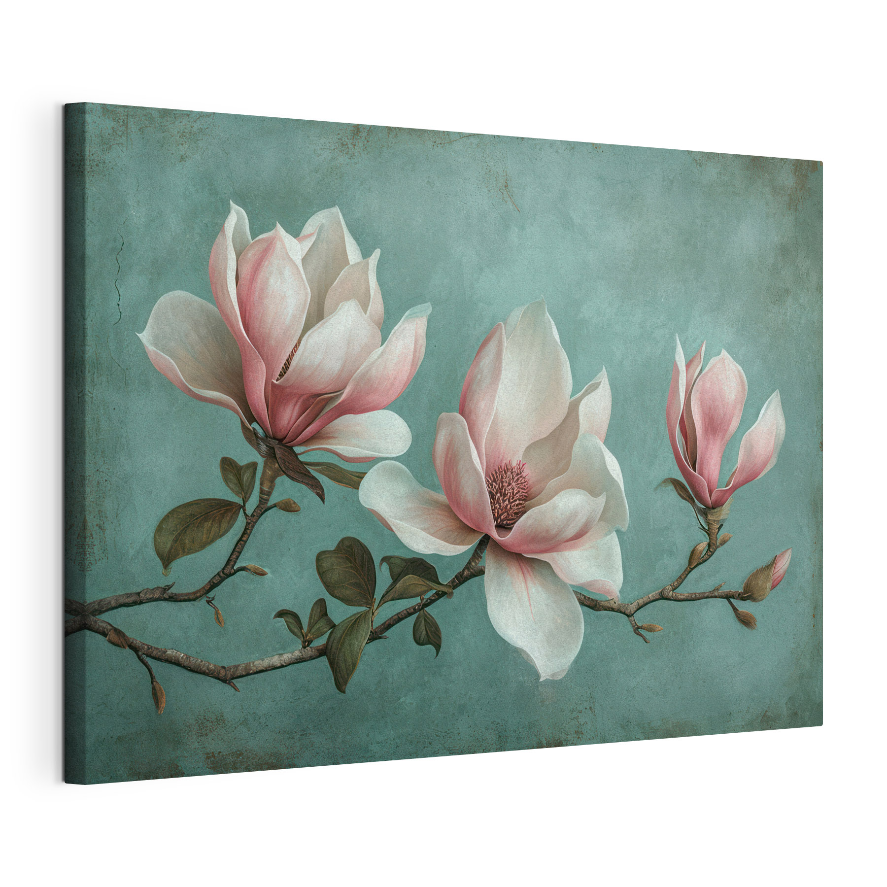 Delicate magnolia blossoms on branch Delicate magnolia blossoms on branch
