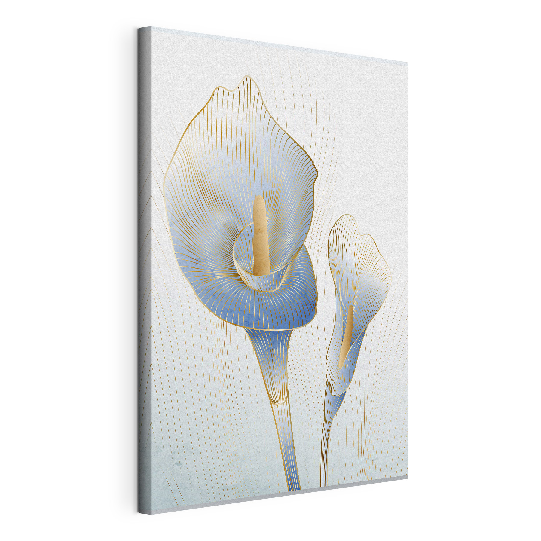 Elegant blue calla lilies in bloom Elegant blue calla lilies in bloom