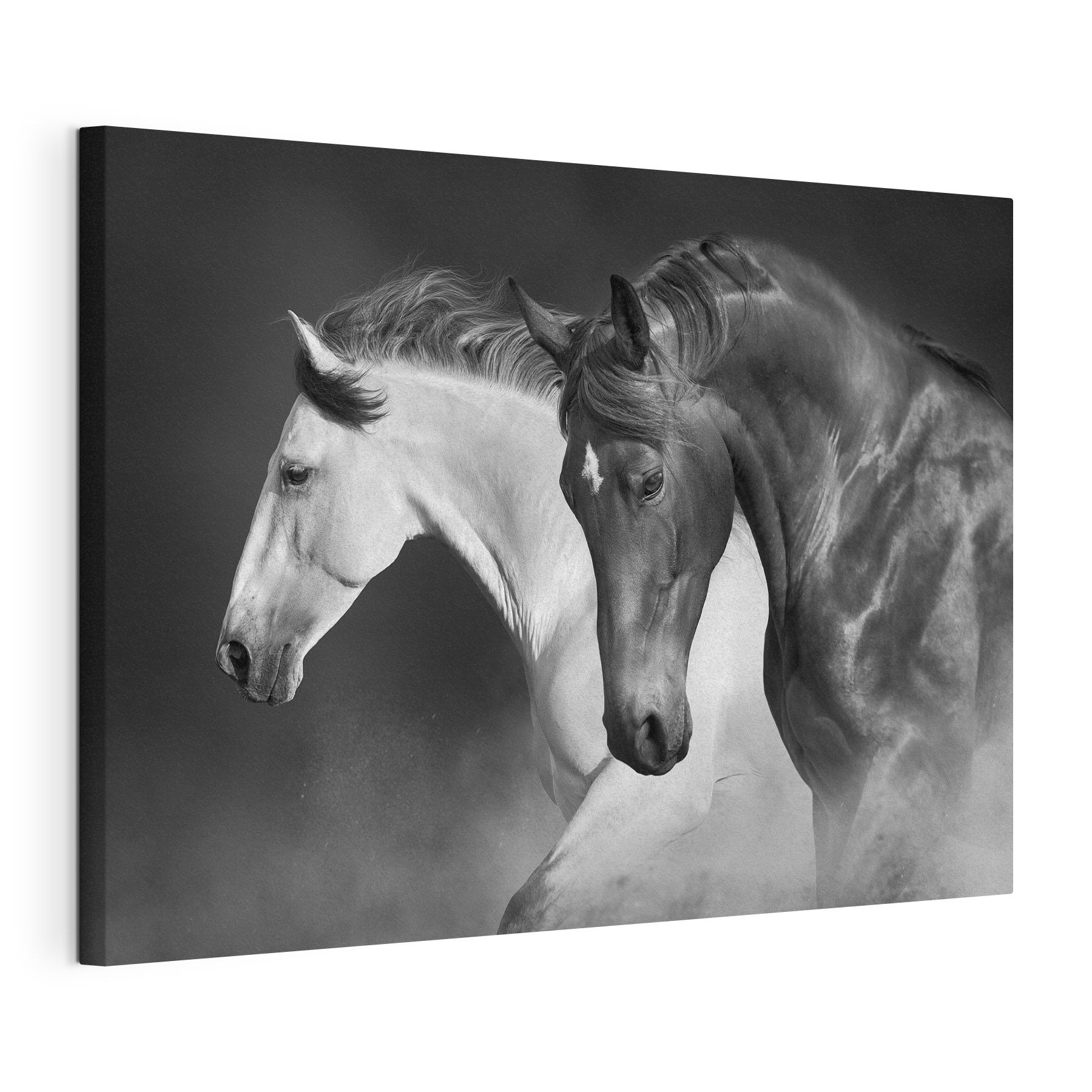 A couple of horses running A couple of horses running