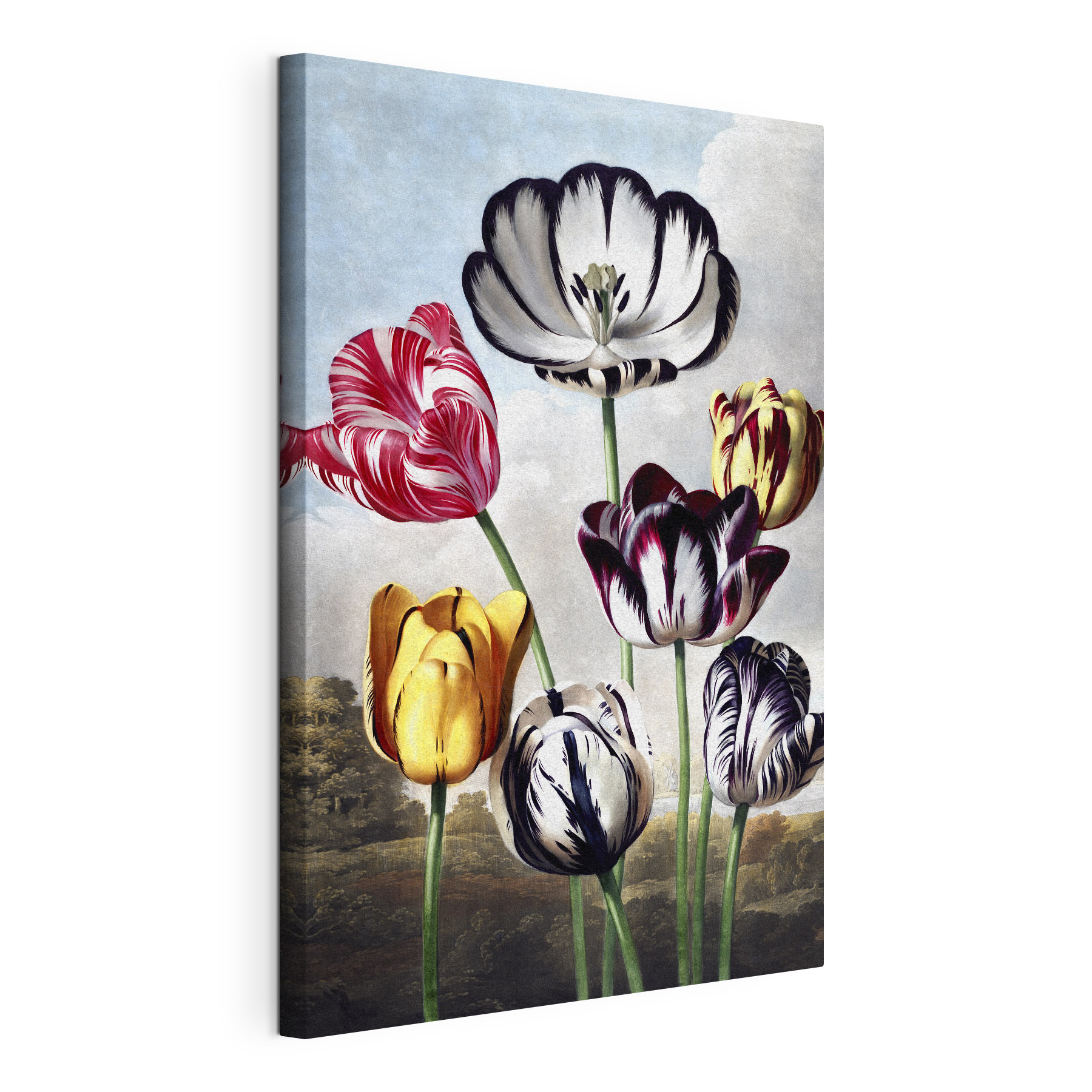 A group of colorful flowers