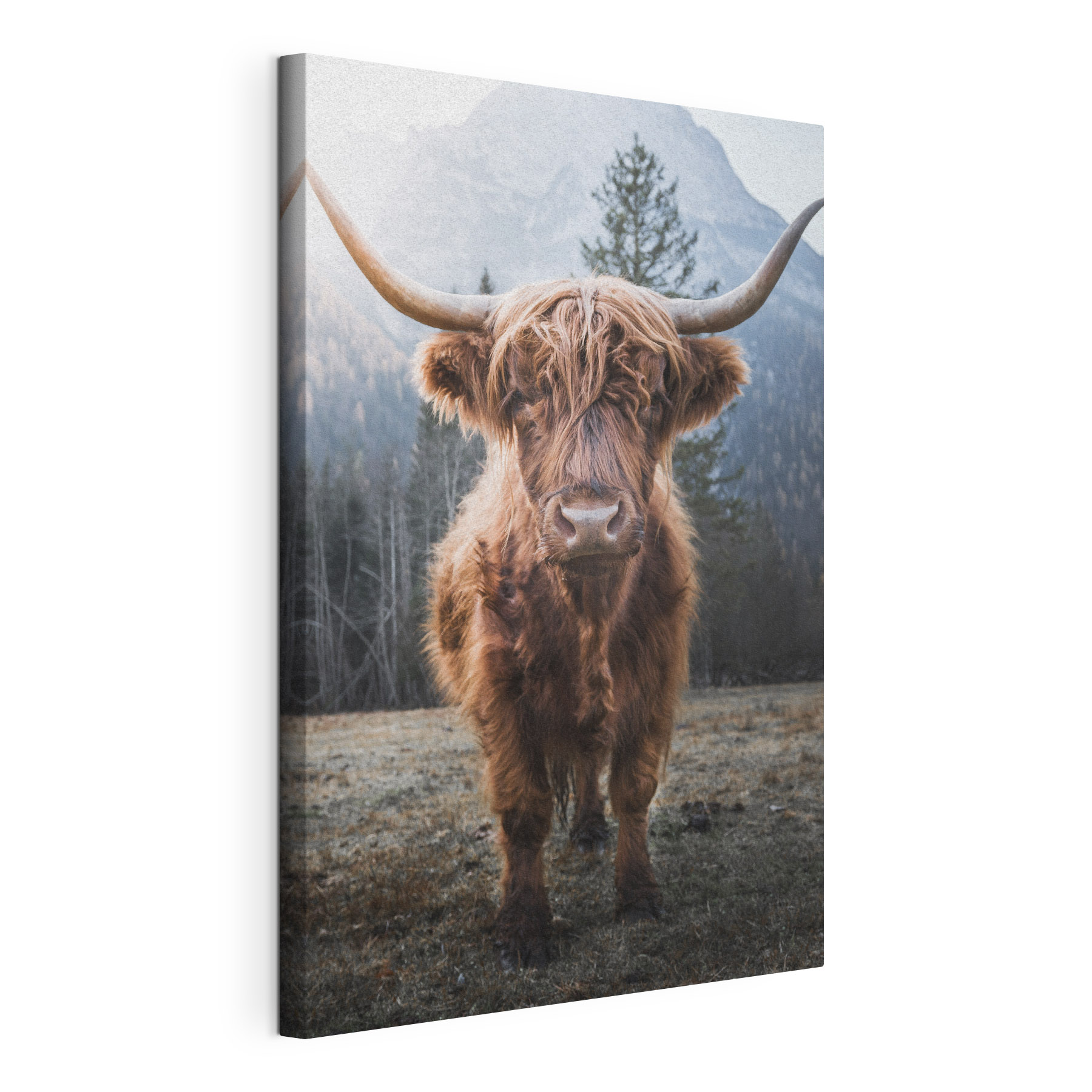 A yak with long horns standing in a field A yak with long horns standing in a field