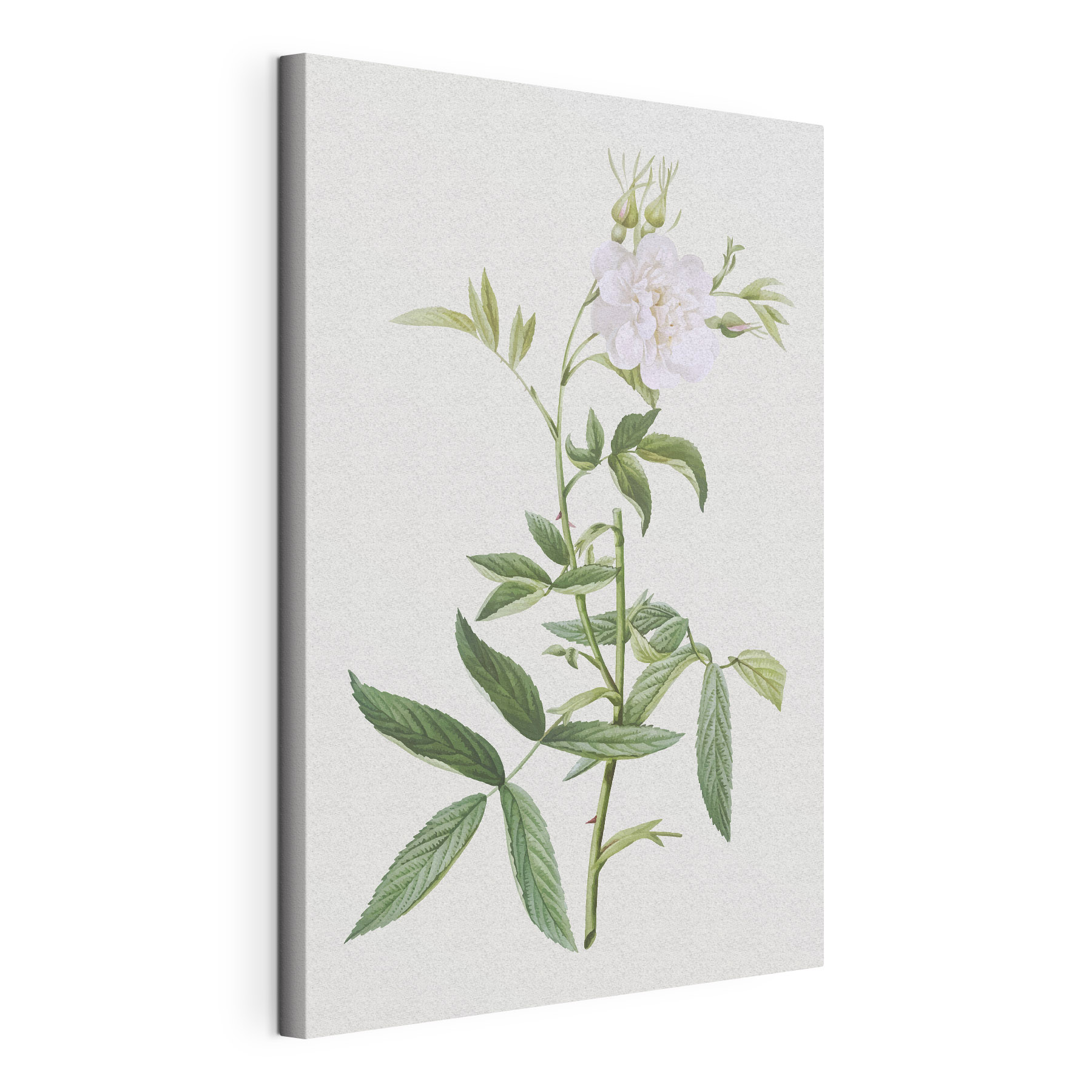 A white flower with green leaves